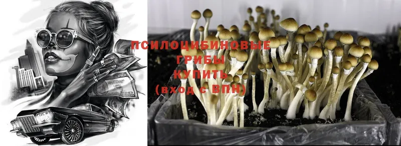 купить   Новокузнецк  Галлюциногенные грибы Psilocybine cubensis 